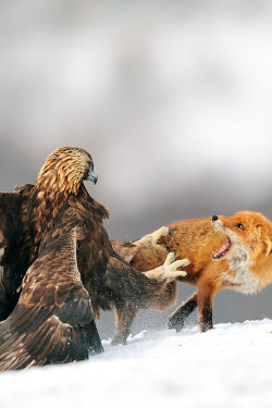 vurtual:  Golden eagle having a discussion with Red fox (by Yves Adams) 
