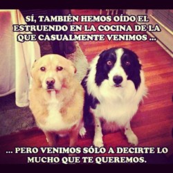 azamcfly:  Esos amigos del alma! Jajajaja #instafoto #perros #mejoramigo #traviesos