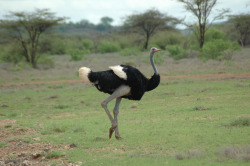 You&rsquo;re so pretty ;_;  Somali Ostrich.