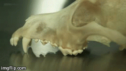 scientificillustration:  bonedahlia:  hrokr:  Three dog skulls from ‘Secrets of Bones’ hosted by Ben Garrod. The first image shows a regular dog skull; this contains both collagen, an organic compound, and calcium phosphate, a mineral compound. In