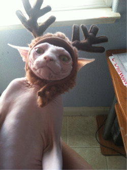 protecthyrule:  lifeinthearctic: dogb0y: MASTER HAS GIVEN DOBBY A HAT fuck. i’m so done. 