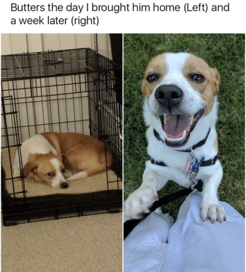 askher4: sheilikhal:  monkeysaysficus:  onyourleftbooob:  Before vs After Adoption[source]         Truthfully the most precious thing I have ever had the privilege to repost.    This makes my heart so happy. ❤️❤️❤️ 