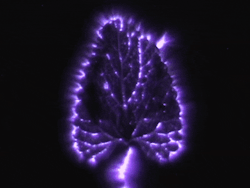 theenergyissue:   Kirlian Photography: Revealing Nature’s Electrical Aura  Kirlian photography is the term used to describe the techniques used to capture the phenomenon of electrical coronal discharges. It is named after Semyon Kirlian, a Russian