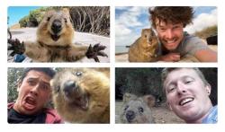 awwww-cute:  A reminder that quokkas live on an island with no natural predators, so they aren’t afraid of or attack humans since they don’t need those survival tactics. They love selfies and smile. (Source: http://ift.tt/2yMNfy9)