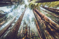 an-adventurers:Redwood, California 