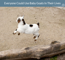 zoearcher:  steppauseturnpausepivotstepstep:  unamusedsloth:  Baby goats aka kids are for everyone.  if they stayed this cute and little forever I’d goat up my house.  Baby goats!! 