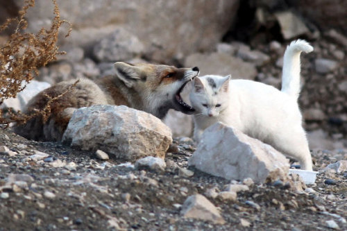blua:  A cat and fox became two unlikely best friends that share a territory and hunt together as well as frequent cuddling.  