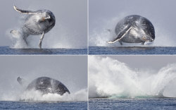 Cavorting cetacean (Humpback whale breaching off Port St. Johns, South Africa)