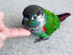 omgtsn:  pleased to meet you i’m birb 