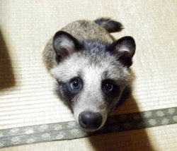 mymodernmet:  Rescued Raccoon Dog Is an Adorable Japanese Pet the Internet Is in Love With