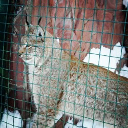 #Lynx / #Izhevsk #Zoo #Animals  January 4, 2014  #Рысь #кошки #киски #cat #cats #kitty #Udmurtia #Russia #animal #Ижевск #Удмуртия #Россия #зоопарк #животные
