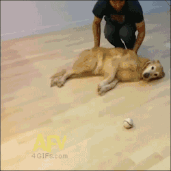4gifs: How lazy dogs play fetch. [video]