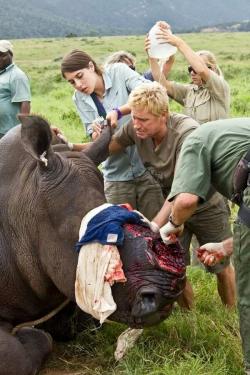 furything:  fynechina:  traveler-of-the-mind:  redwingjohnny:  Badly injured rhino whose horn was taken after it was darted by poachers. #STOPTHEIVORYTRADE  The pain in this man’s face is what makes this picture.   I could barely reblog this :(((( 