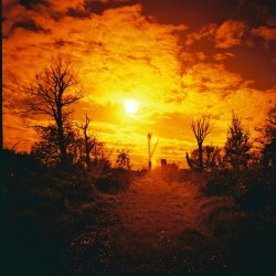 lomographicsociety:  Taken with a Lomography Diana F  camera with Lomography Redscale 120 film