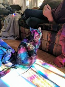 kyraneko: honeyswtfits: magic cat blessed post 