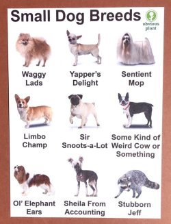 babyanimalgifs:  Learn ur dog breeds