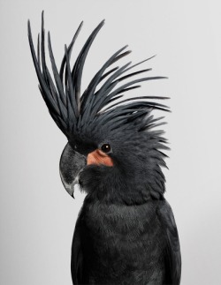 hornorivory:  Photographs of wild cockatoos by Leila Jeffreys from her series Bioela.