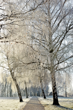 travelingcolors:  Winter in Bavaria | Germany (by Birgit Franke)