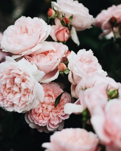 andantegrazioso: Roses delight |  therift_bowral  
