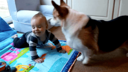 gifsboom:  Corgi Desperately Wants Baby to Play with Him [video]