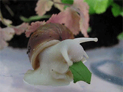 halfboner:nestcreep:808s-and-disco-face:kirin-riki:small noot eats a leaf snack (x)you can see the leaf through its head awoh my godAW