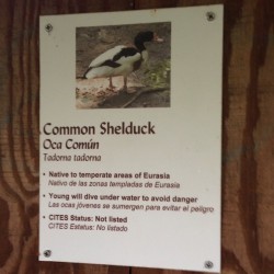 Just a common shelduck.  (at Australia)