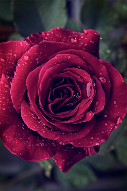 teenageers:  Beautiful Rose | by: { Jaimie-Lee Smith }