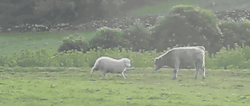cineraria:  Sheep teaches young bull to head butt, Terceira Azores - YouTube 