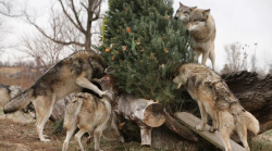 wolveswolves:  Happy Christmas! Wolves enjoy a treat-covered Christmas tree at Wolf Park in Battle Ground, Ind. Pictures by Monty Sloan 