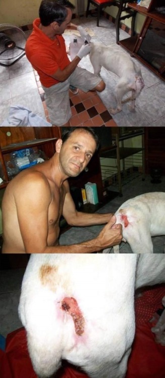 thatgirlcanlift:  wreckedxteen:  canna-bish:  Thank you so fucking much.  im in teaaars  I will never not reblog this because this guy right here is the best example you could ever have for how to care for an animal in need. 