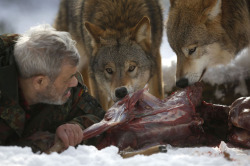 fer1972:  The Wolfman:  Wolfspark Werner Freund is a wolf sanctuary spread over 25 acres in western Germany. It is home to 29 wolves — six distinct packs hailing from Europe, Siberia, Canada, the Arctic, and Mongolia. Researcher Werner Freund, 79,