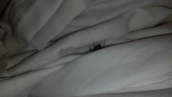 foreignpussy:  theobviousobservations:  brown-eyess-and-blue-skiess:  theproblematicblogger:  Reblog in 20 seconds or this spider will appear in your bed tonight  Fuck no  the devil is on tumblr now  foh I’m sorry yall