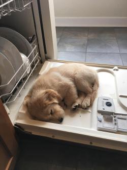 awwww-cute:  Betty helping me do the dishes (Source: http://ift.tt/1WTCXX4) 