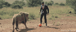 shez-a-bitch:  blvckgoldenn:  dekutree:  coldg:  The nigga is playing soccer with a lion wearing a suit and nike sneakers. That dude is hella G.  there’s a reason this is a 3 second gif. rip broe   omg how hot is this!!! 