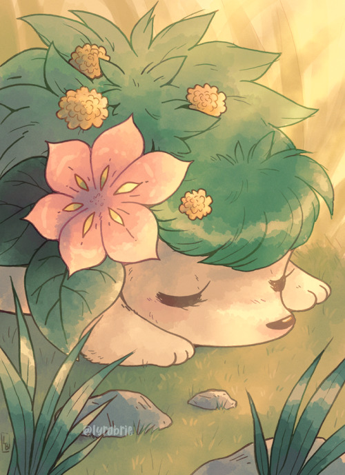 lyrabrie: A little Shaymin napping in the sunlight ☀