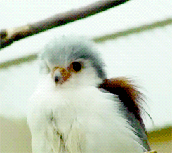 Porn Pics fat-birds:  national zoo pygmy falcon. 