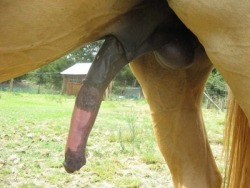 bigandlong:  Dick like a horse.  Any sissy can see the resemblance here&hellip;