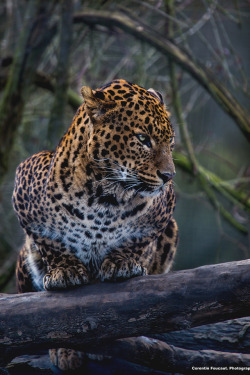 motivationsforlife:  Jaguar by Corentin Foucaut