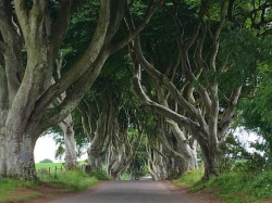 #trees #ireland  (at Northern Ireland)
