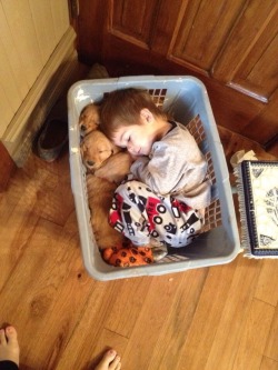 awwww-cute:  Little guy fell asleep in a basket with his golden retriever puppies 