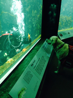 montereybayaquarium:    Four-legged volunteer and very good boy Duncan brushes up on his echinoderm knowledge at the Kelp Forest exhibit.All of our volunteers are otterly pawesome! Meet Duncan and his human, Mariah.