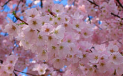 wild-flowers:  Cherry Blossoms by SeanSiler on Flickr.   These are so pretty, and smell amazing makes me happy