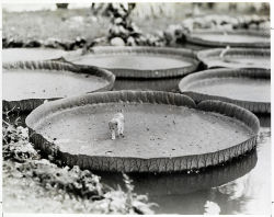 natgeofound:  A kitten aboard a floating Victoria water lily pad in the Philippines, 1935.Photograph by Alfred T. Palmer, National Geographic Creative