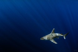 socialfoto:  Sandbar in the blue A sandbar shark cruises in the bluewater off Northshore, Oahu. by slaterd 