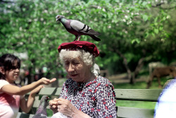 66-434 By Nick Dewolf Photo Archive On Flickr.new York City, Spring 1975 Pigeon Lady,