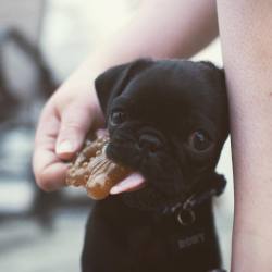 hthphotography:  Distracted chewing #pug #pugpuppy #dog #puggle #cutie #pugs #puppylove #puppy 
