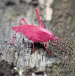 The pink katydid is a result of erythrism
