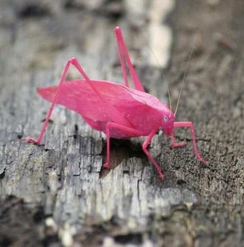 The pink katydid is a result of erythrism – a rare genetic mutation that allows for abnormal amounts of red pigment or the absence of normal pigment – in this case greens and browns.