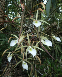 orchid-a-day:  Brassavola perriniiSyn.: Brassavola perrinii var. plurifloraSeptember 4, 2017 