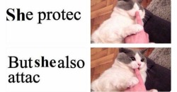 offensivememes4u:Get you a cat who can do both